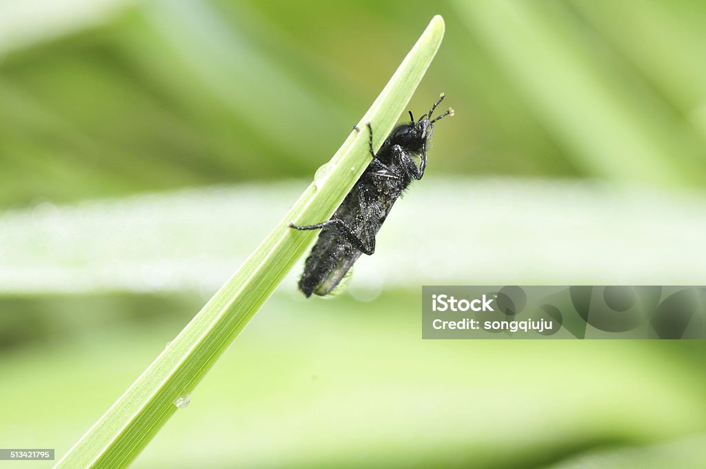 Insects like bees on the green plants Adult Stock Photo