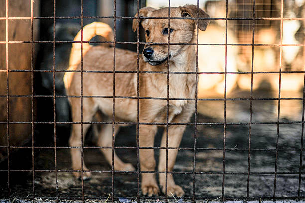 istock photo of an abandoned dog 513422592