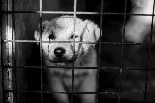 istock photo of an abandoned dog 513422626