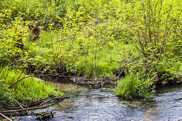 istock Source of river among bushes at spring. Springtime landscape. 513423404