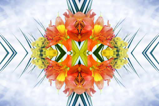 Horizontal composition color composite photography of kaleidoscope pattern of close-up of beautiful Alstroemeria ligtu (lily family) orange and yellow fresh flower close-up from a bouquet. This is a selective focus on colorful plant with great color gradient and textured bokeh in background. Concept image of surrealism, unknown future, futuristic, mirrored pattern, abstract background with copy space, beauty in nature, freshness and symmetric shape. Sparse composition picture.