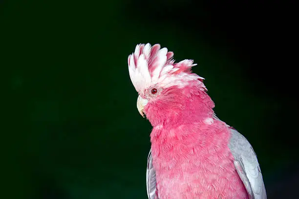 close up pink and gray cockatoo bird on black isolate