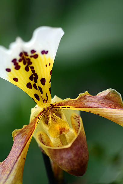 istock Paphiopedilum Orchid 513423898