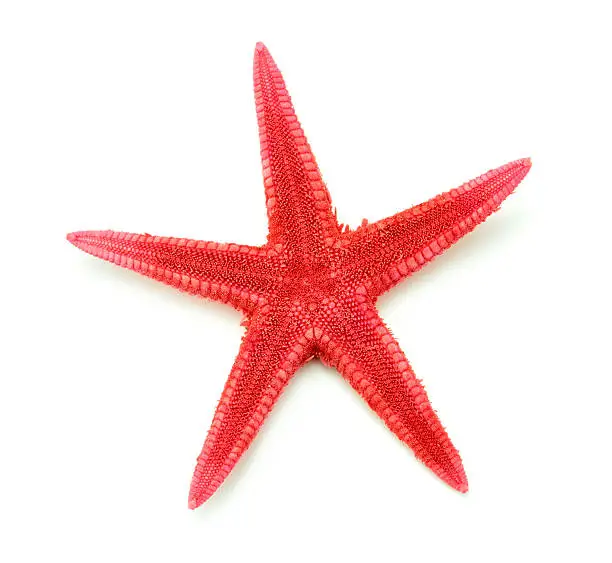 Photo of Red seastar ,close up image