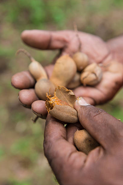 istock Fresh tamarind in black human hand 513424832