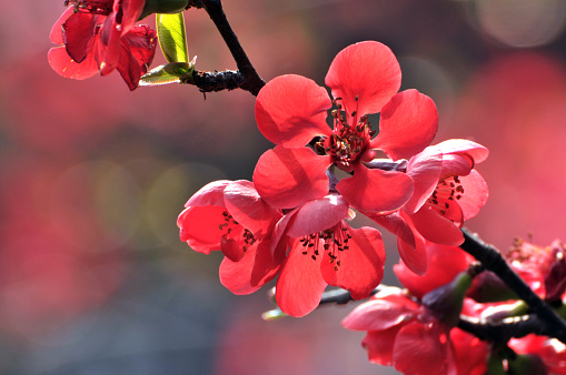 Close up of blossoming red plum flowers in Spring.