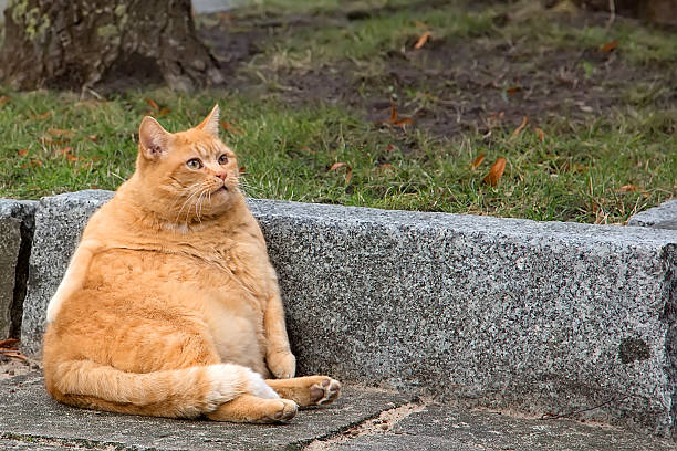 gros chat dans la rue - animal fat photos et images de collection