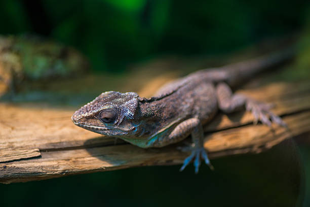 istock Portrait of a small lizard on a tree branch 513425650