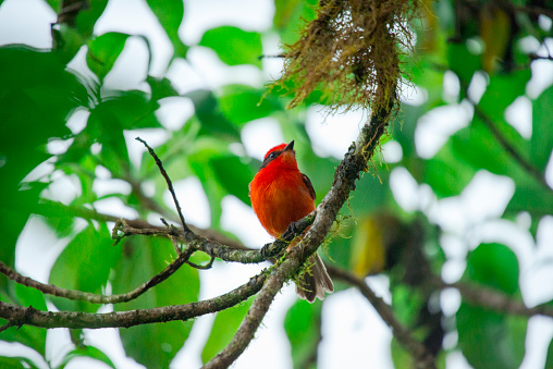 ヒタキ - ストックフォト・写真素材...