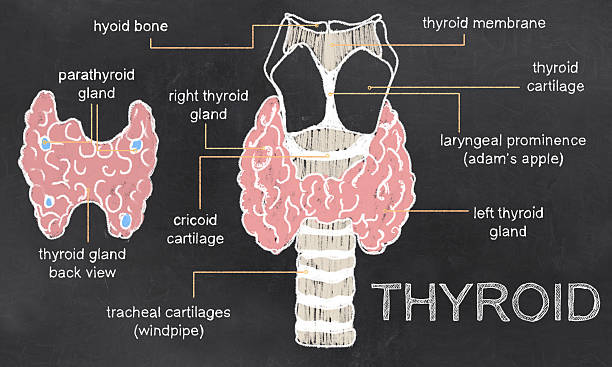 Thyroid Issues on Blackboard stock photo