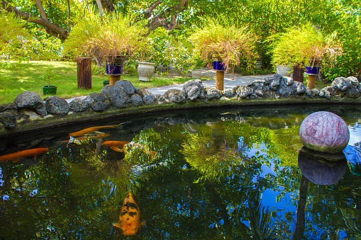 Tropical garden with pond and fishes