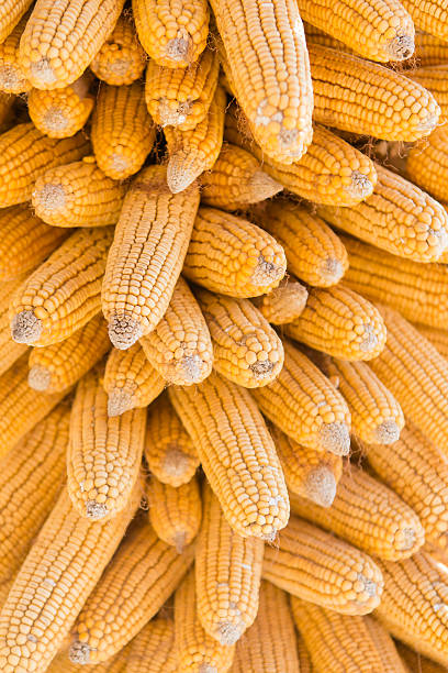 매달기 corns - corn on the cob corn dry dried food 뉴스 사진 이미지