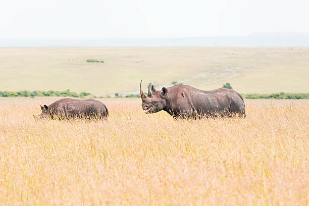 istock Black Rhino and calf 513428608