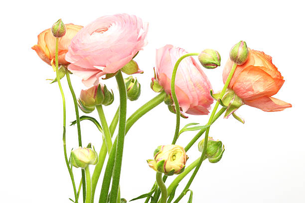 istock Bouquet of Persian buttercup 513428620