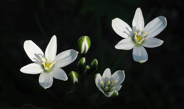 istock Ornithogalum umbellatum on dark background 513429732