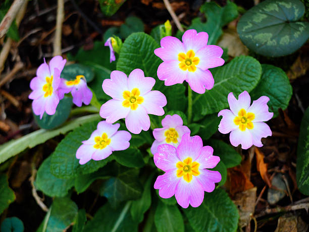 istock Woodland Primrose. 513430300