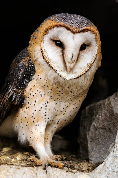 Barn owl in hole of old town wall