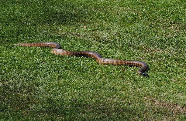 40+ Wild Python In Queensland Australia Stock Photos, Pictures ...