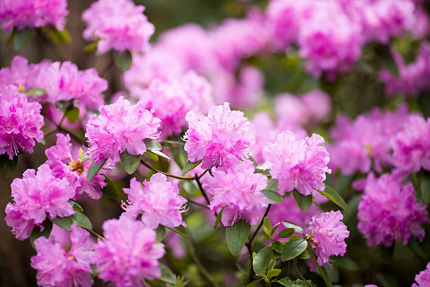 istock Rhododendron bloom in spring. Beautiful picture. 513431260