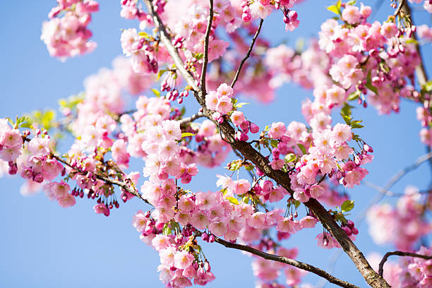 sakura-tree-cherry-on-the-