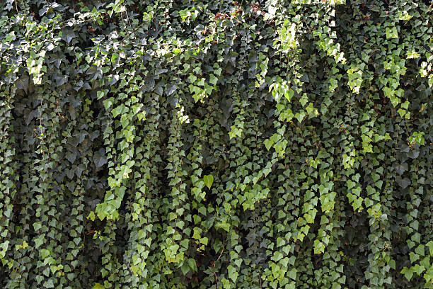 istock Beautiful, green leafs hanging on the wall. 513431960