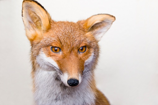 Close up of a fox looking at camera, isolated on white.