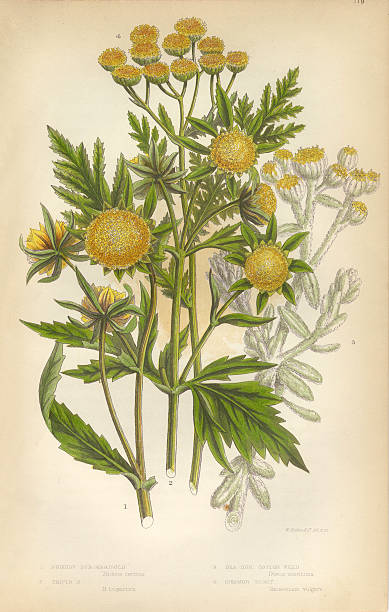 Very Rare, Beautifully Illustrated Antique Engraved Marigold, Cottonweed, Sunflower, Tansy, Victorian Botanical Illustration Victorian Botanical Illustration, from The Flowering Plants and Ferns of Great Britain, Published in 1846. Copyright has expired on this artwork. Digitally restored.