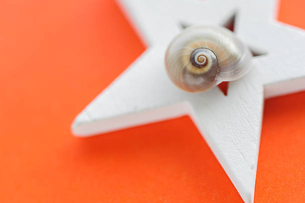 istock Sea shell with white wooden star on orange background 513433128
