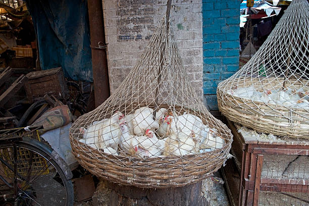 istock Chikens for sale, Kolkata, India 513434258