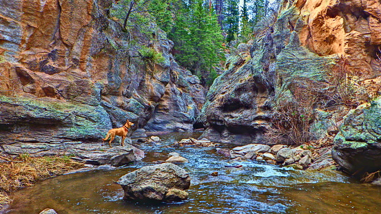Hiking in the Jemez Mountains of Santa Fe, New Mexico with dog wearing bandana. High dynamic range.