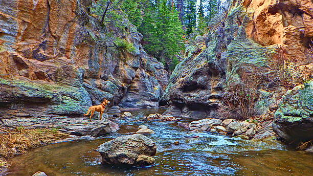 jemez ตกกับสุนัข hdr - jemez ภาพสต็อก ภาพถ่ายและรูปภาพปลอดค่าลิขสิทธิ์