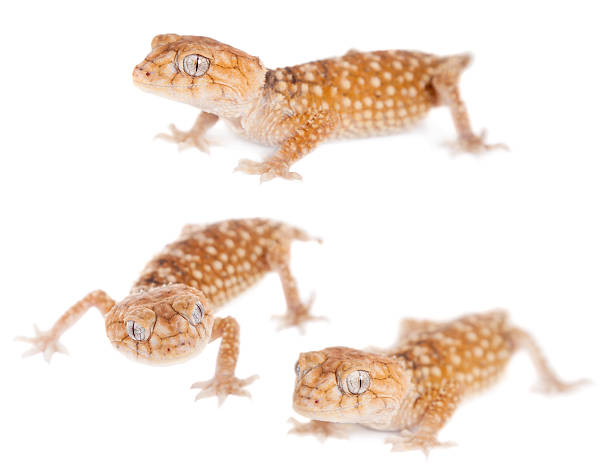 istock Rough Knob-tailed Gecko  isolated on white 513434402