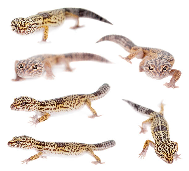 istock The Iranian fat tailed gecko isolated on white 513434478