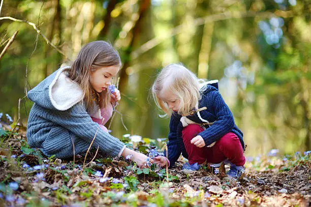 Photo of Two little sisters picking the first flowers of spring