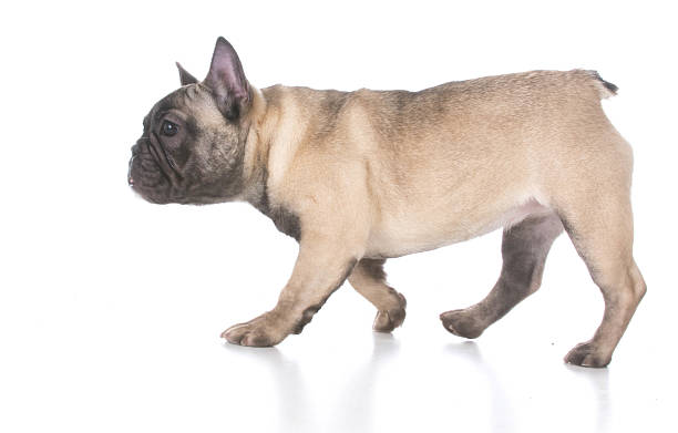 istock french bulldog puppy walkin 513435034