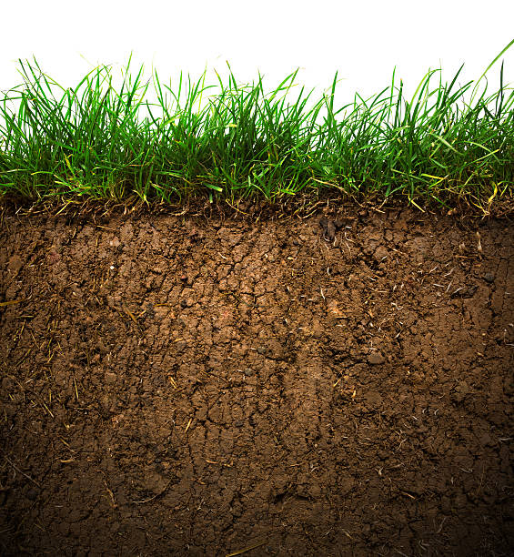 Grass and soil stock photo