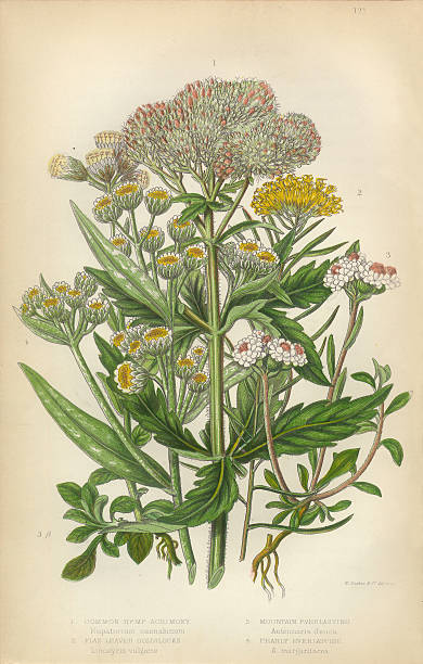 istock Sunflower, Acrimony, Goldilocks, Everlasting, Helichrysum, Victorian Botanical Illustration 513435694