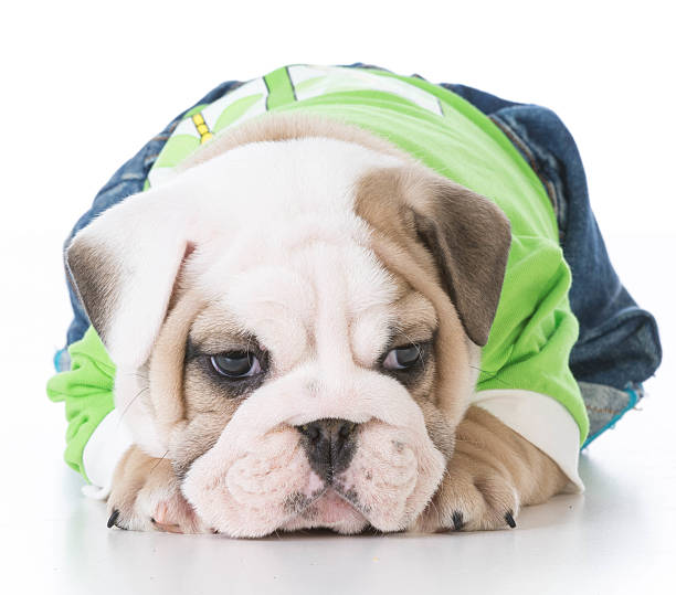 istock cute bulldog puppy 513436502
