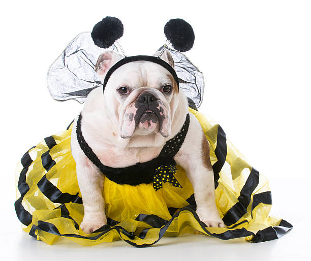 entrada estafa Conquistador Dog Dressed Like A Bee Stock Photo - Download Image Now - Dog, Halloween,  Pets - iStock