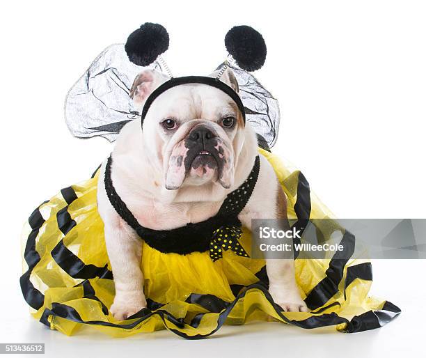 Dog Dressed Like A Bee Stock Photo - Download Image Now - Halloween, Dog, Pets
