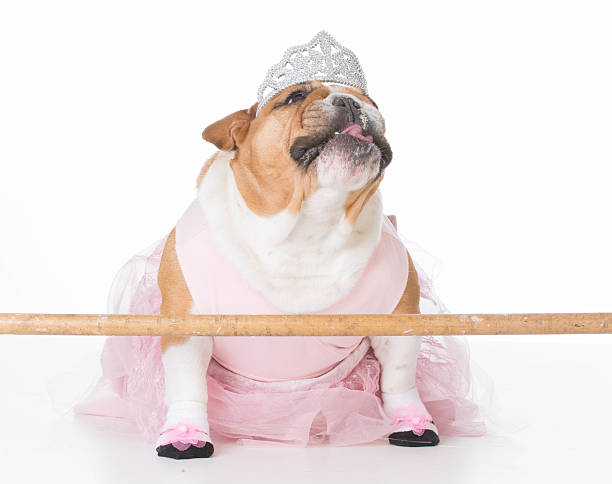 bulldog ballerina costume