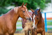 Two Arabian horses eating hay outdoor
