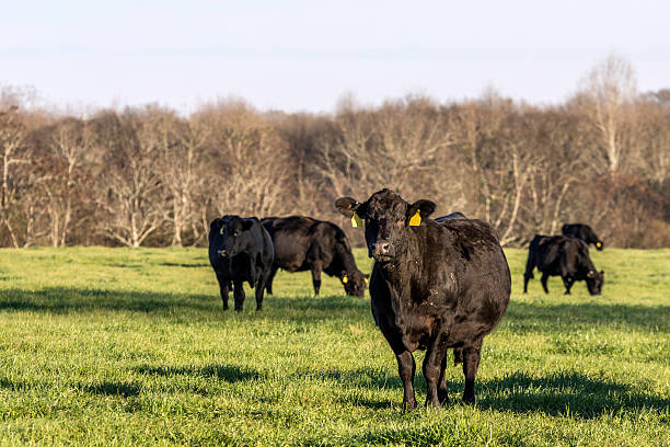 istock Angus cows on green spring rye grass pasture 513439750