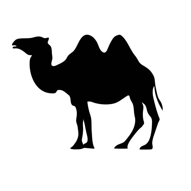 illustrations, cliparts, dessins animés et icônes de silhouette d'un chameau seul sur blanc - two humped camel