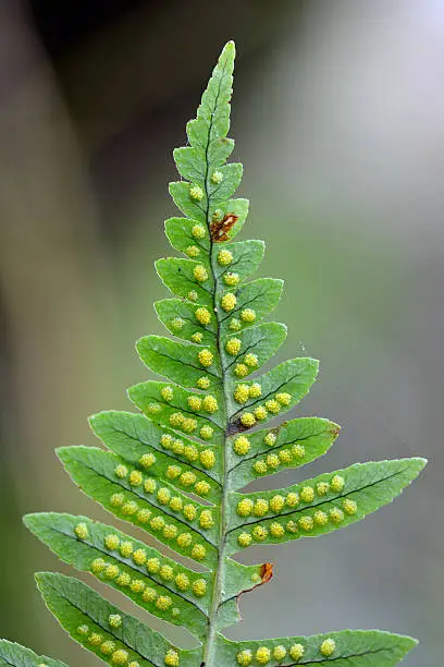 Underside of frond of true fern showing sori and sporangia, in the family Polypodiaceae