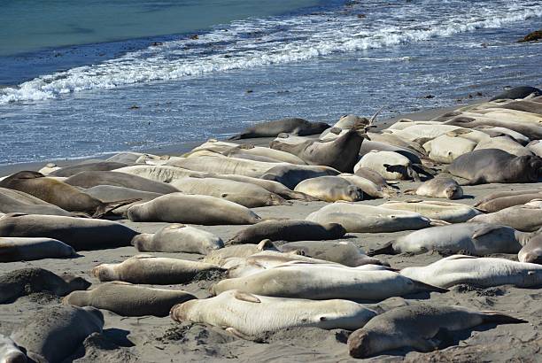 istock Sea Lions at Rest in California 513441116