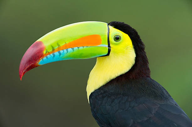 istock Keel-billed Toucan Closeup 513441712