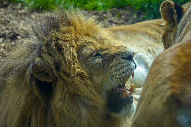 istock Male Lion Angry with a Lioness 513442585