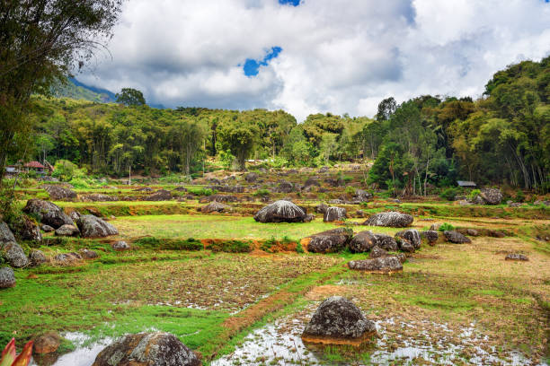 istock Green rice field  in Tana Toraja 513442854
