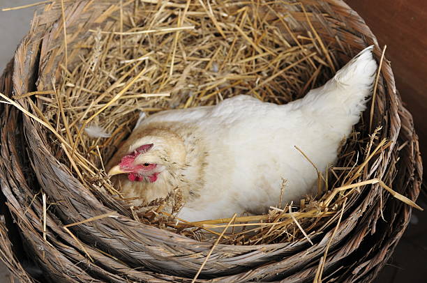 istock The hen in is no place like home 513442961
